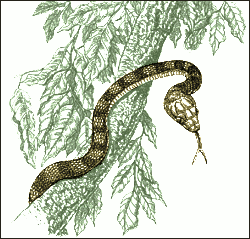 brown_tree_snake